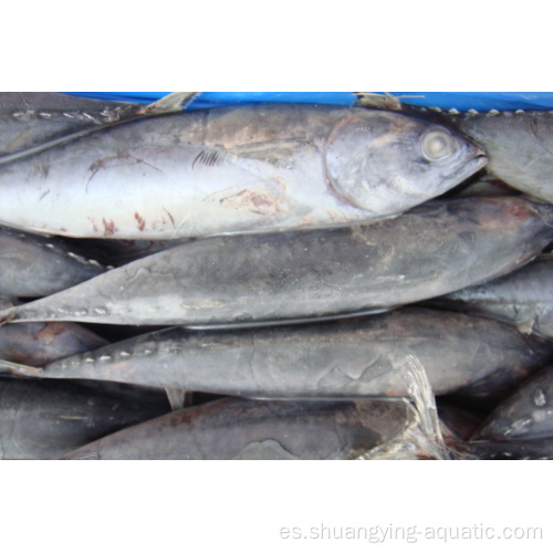 PRECIO CARATE Frozen Bonito Tuna Skipjack